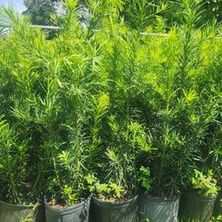 Super Beautiful Podocarpus Plants For Privacy! About 3.5 Feet Tall!! Fertilized 