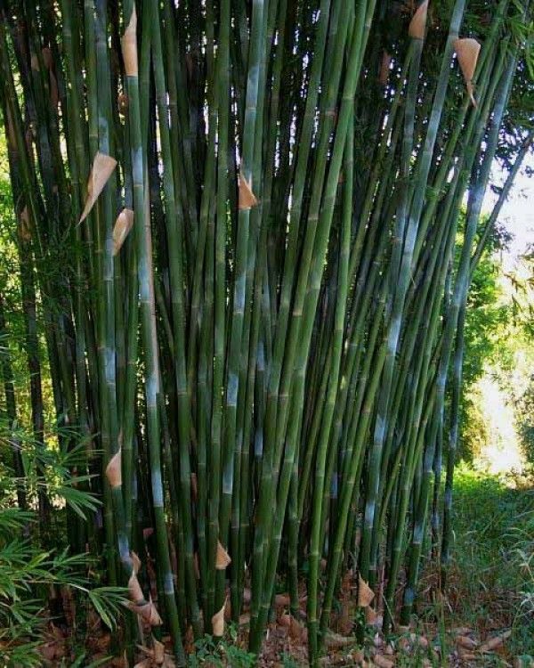 Clumping Bamboo ~ Weaver's Bamboo