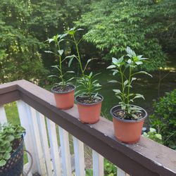Young cayenne pepper plants 