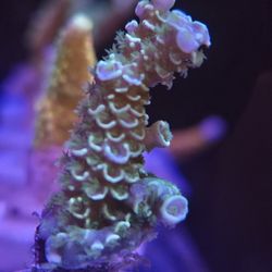Green Tenius Acro "Decorations"