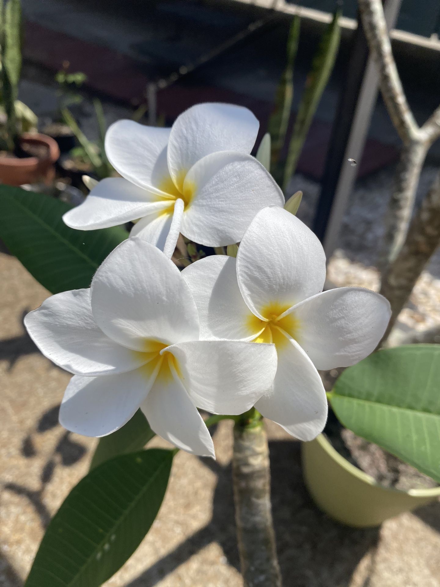 Plumeria Plants