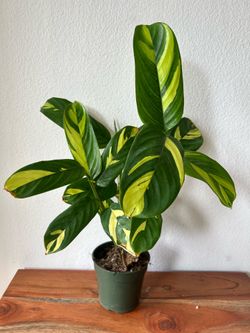 Prayer plant