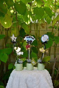Mini orquídeas