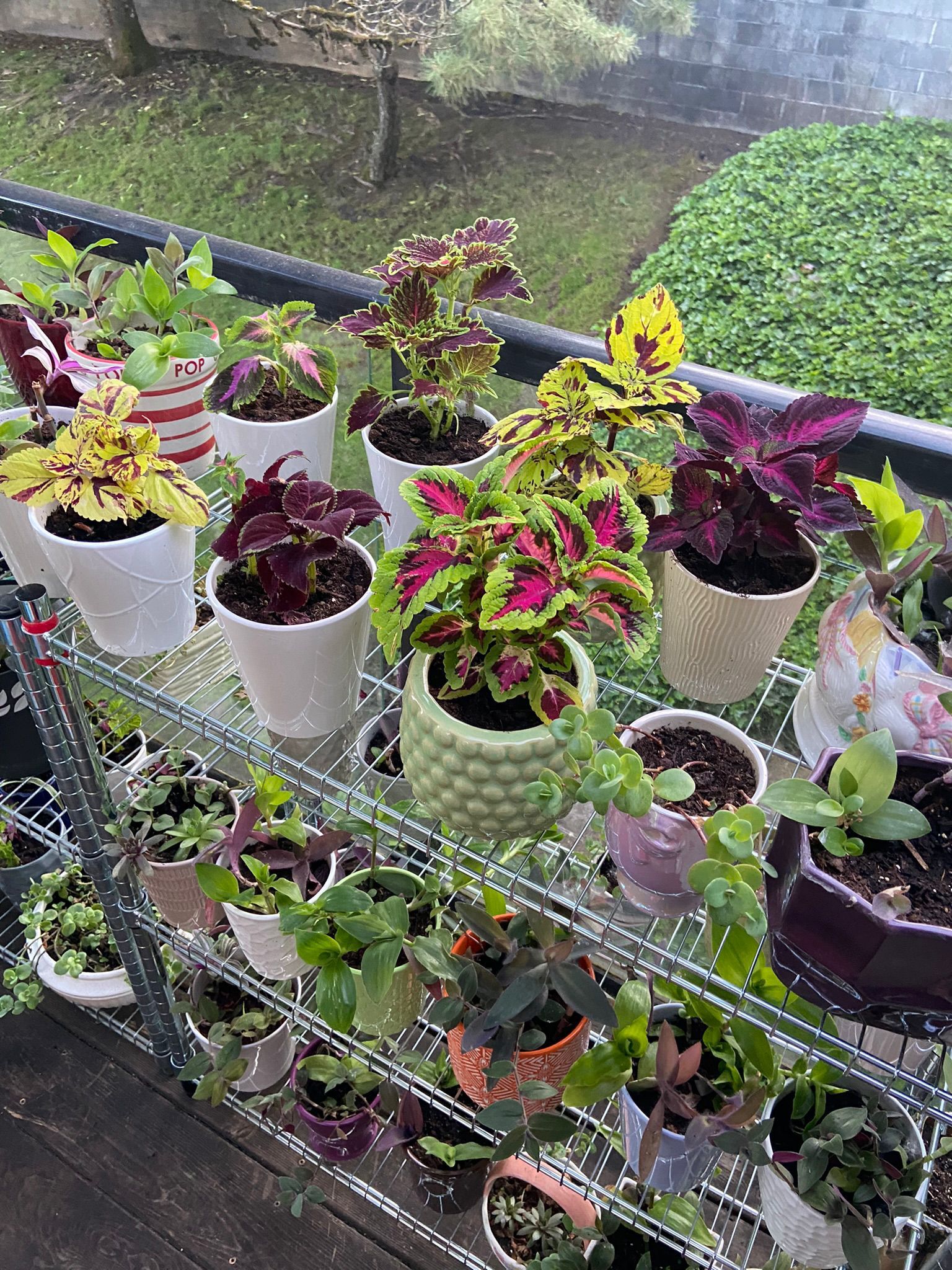 Outside Plants