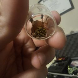 Marbeled Orb Weaver Wet Specimen Preserved In Alcohol 