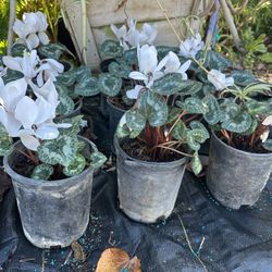 Cyclamen (planta de ciclamen)flower