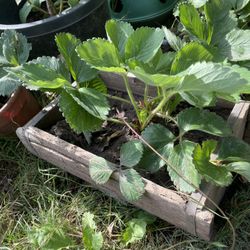 Strawberry Plants 🍓 