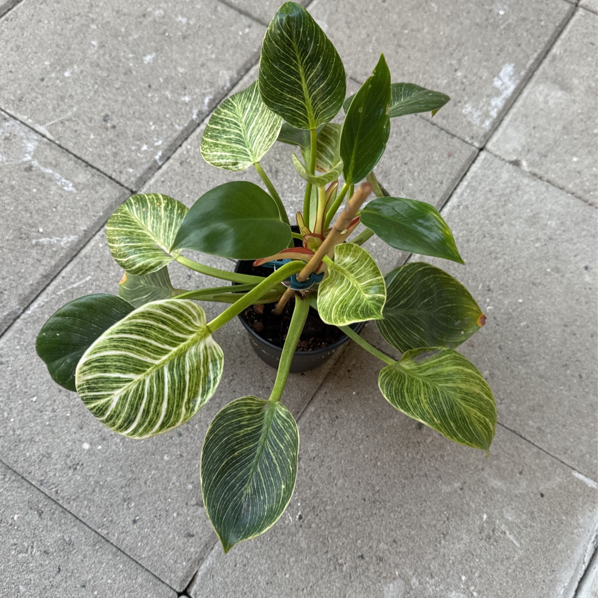 5” Philodendron birkin