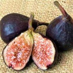 Lsu Improve Celeste Fig Tree Arboles De Higo  Lsu 