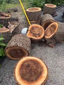 Black walnut