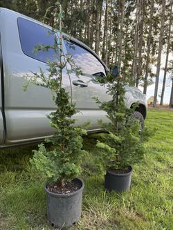 Slender Hinoki 5ft Tall In 5 Gallon Pot