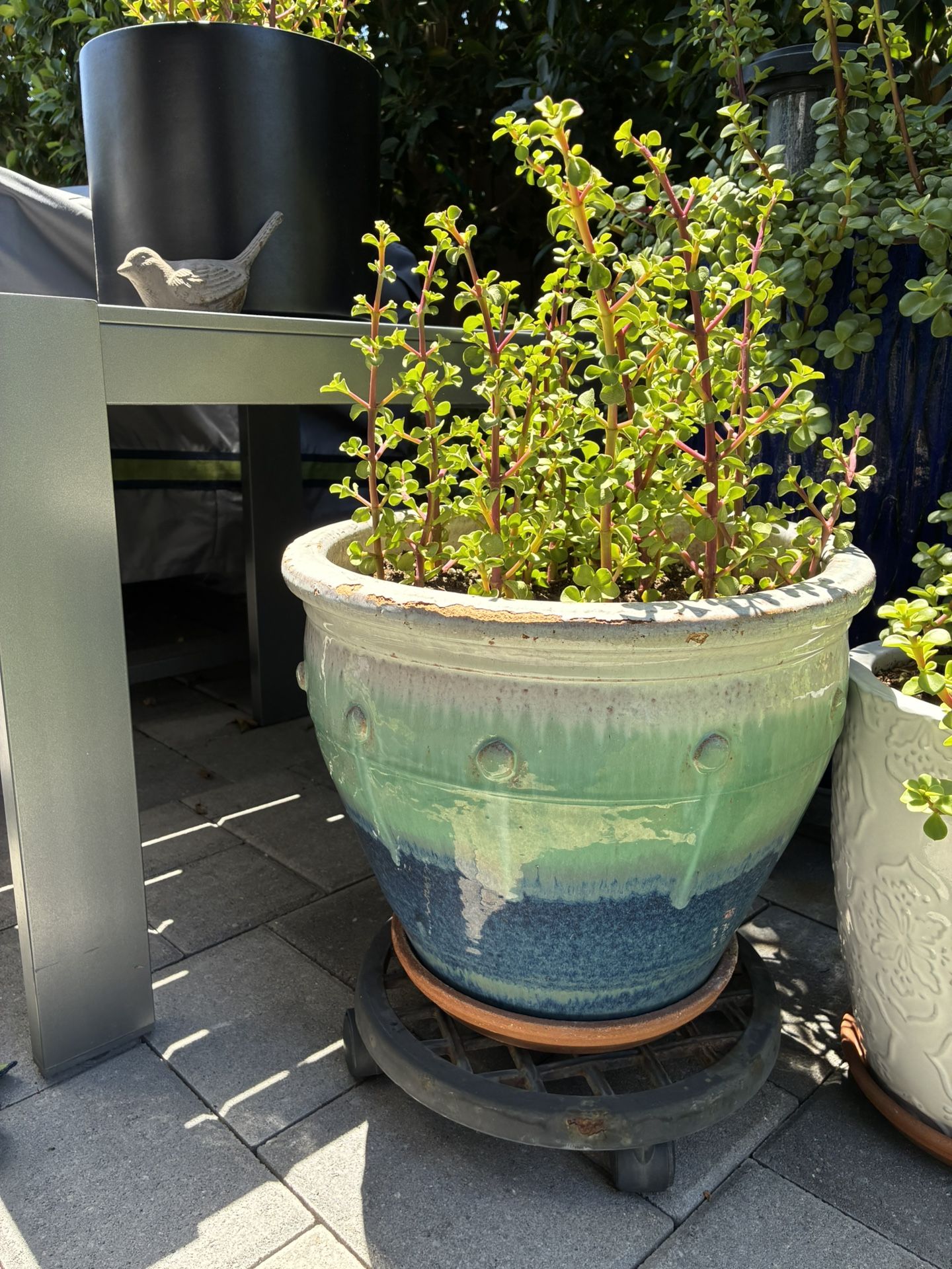 Elephant Plant+pot