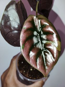 Alocasia Cuprea Variegated/ pink