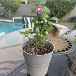 Vinca Plant !