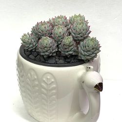 Succulent Echeveria Minima House Plant In New Ceramic Pot 3.5"H.