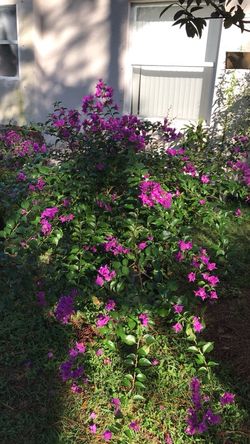 Purple Bougainvillea Bushes