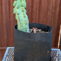 Totem Cactus