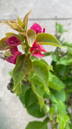 Bouganvilla