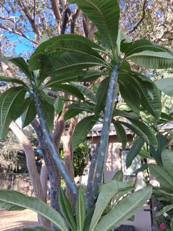 Multi Branched Plumeria tree
