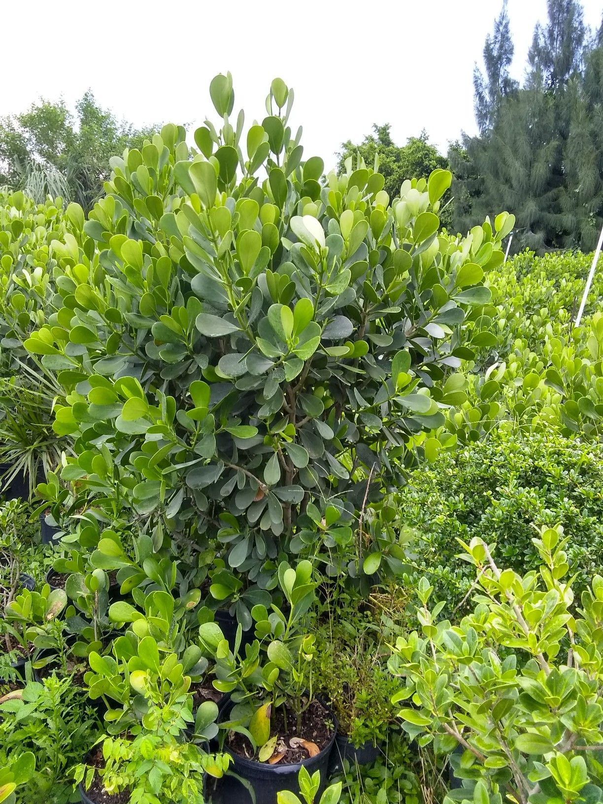 Clusia tree great for privacy any size 1 gallon to 25 gallons