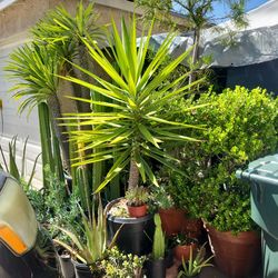 Desert palm tree