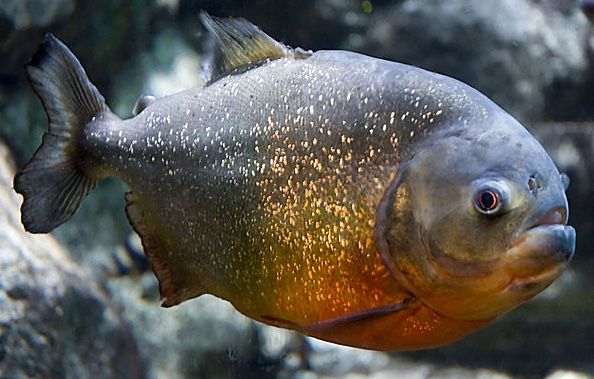 Adult Red Belly Piranha
