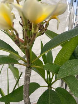 Plumeria.           Yellow and white