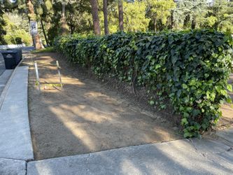 Very Long Chainlink Fence w Ivy 50FT