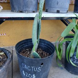 Cactus Plant/ Planter 