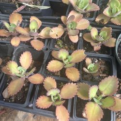 Plantitas De Kalanchoe 