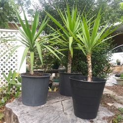 Yuca Plants In Pot For Sale In Seminole $15