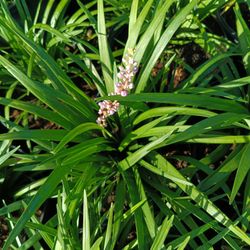 🪴🪴 LIRIOPE PRIVACY HEDGE PLANTS 3GL $6