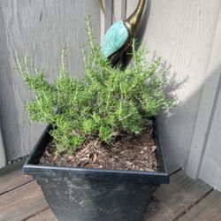 Potted Rosemary Plant (Medium Size)
