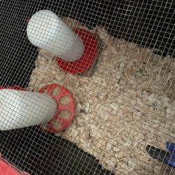 Chick brooder
