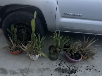 Plants. Mixes. 5.   18. Captus. Mix