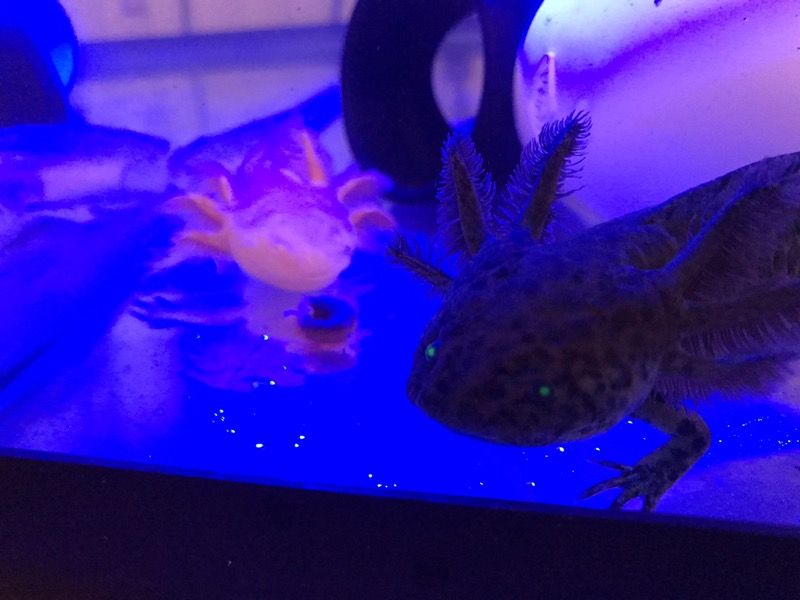 Axolotls for sale about 7 in each