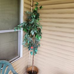 Used  Artificial Trees