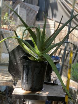 Aloe Veta