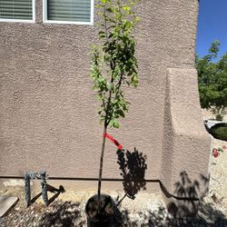 Flavor King Pluot Tree