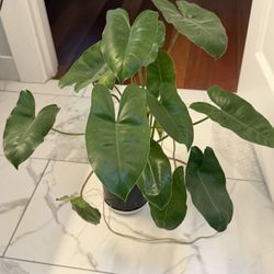 Philodendron Burle Marx Plant in 6 In. Grower Pot