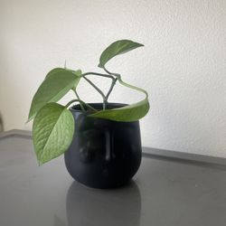 Face Pot With Pothos Plant 