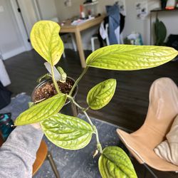 4” Philodendron Peru Plant