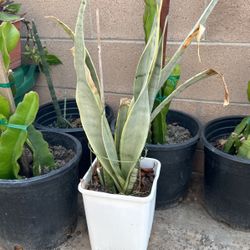 Snake Plant