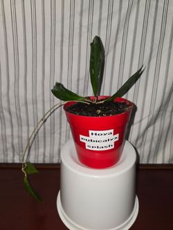 Hoya Pubicalyx "Splash" Live Plant