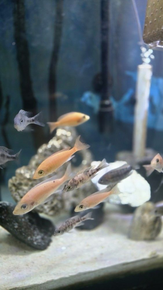 Fish Tank Items Aquarium 