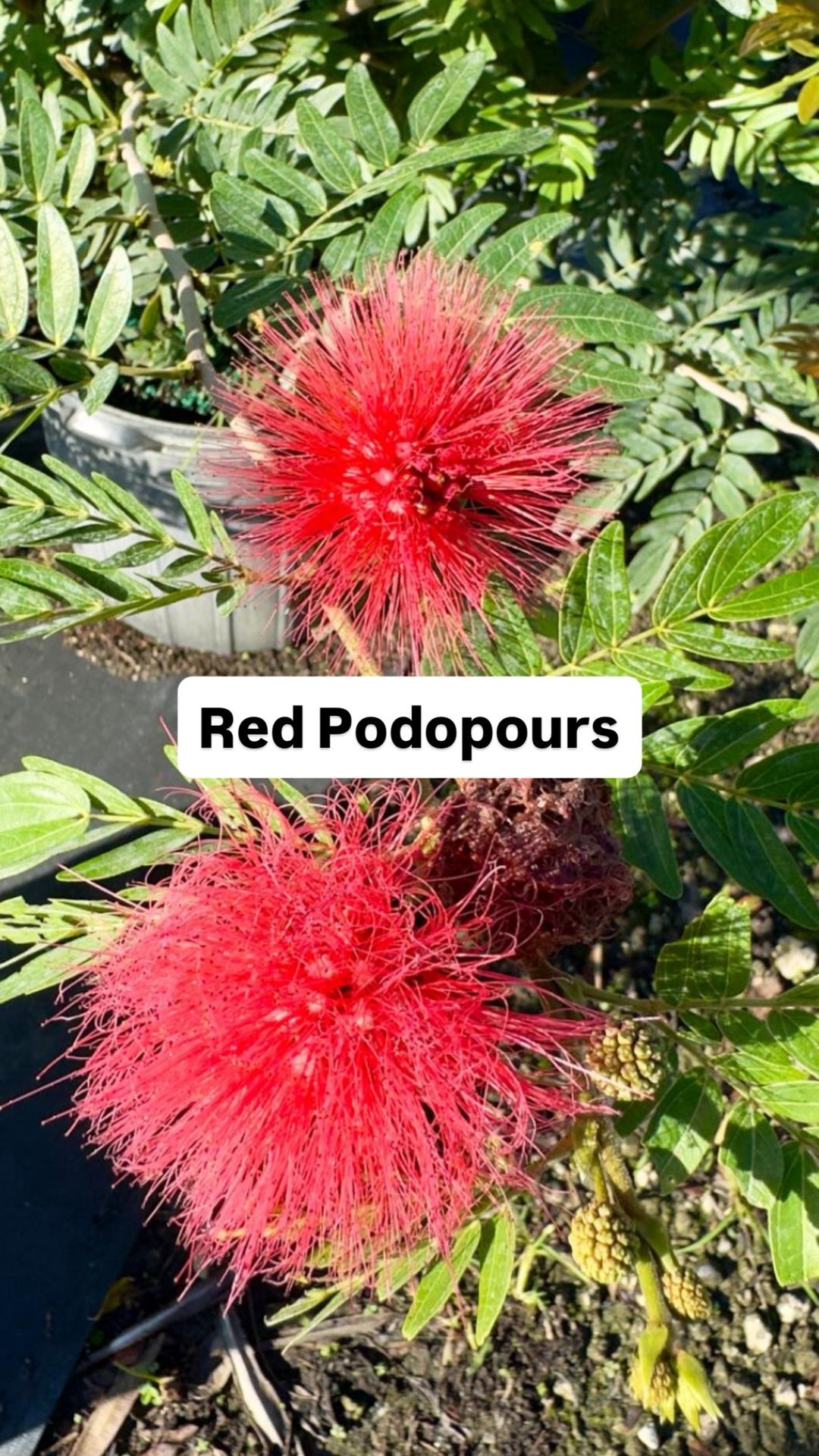 ❤️ Plant: Red Podopours