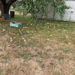 Free Animal Food 