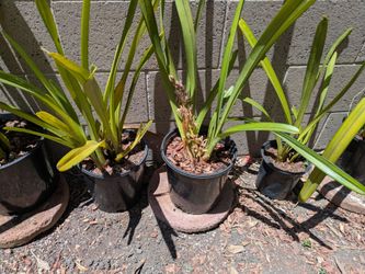Cymbinium Orchid Plant