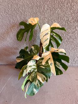 Monstera Albo Plant - 10inch #7 With Coco Coir Pole / HALF Moon