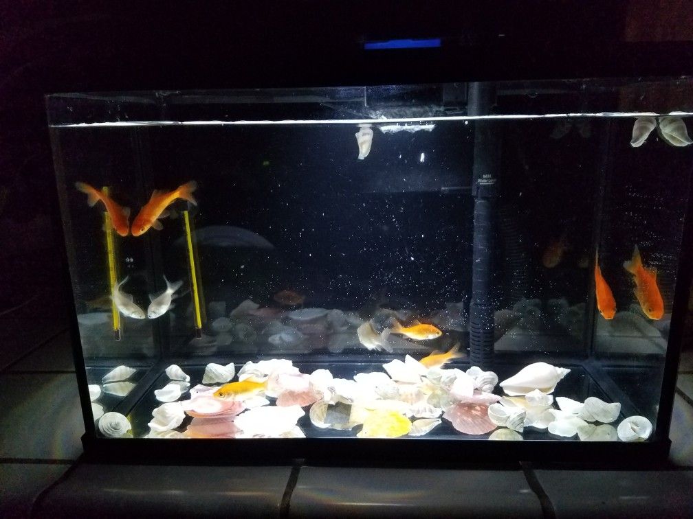 5.5 gallon aquarium with 5 big gold fish